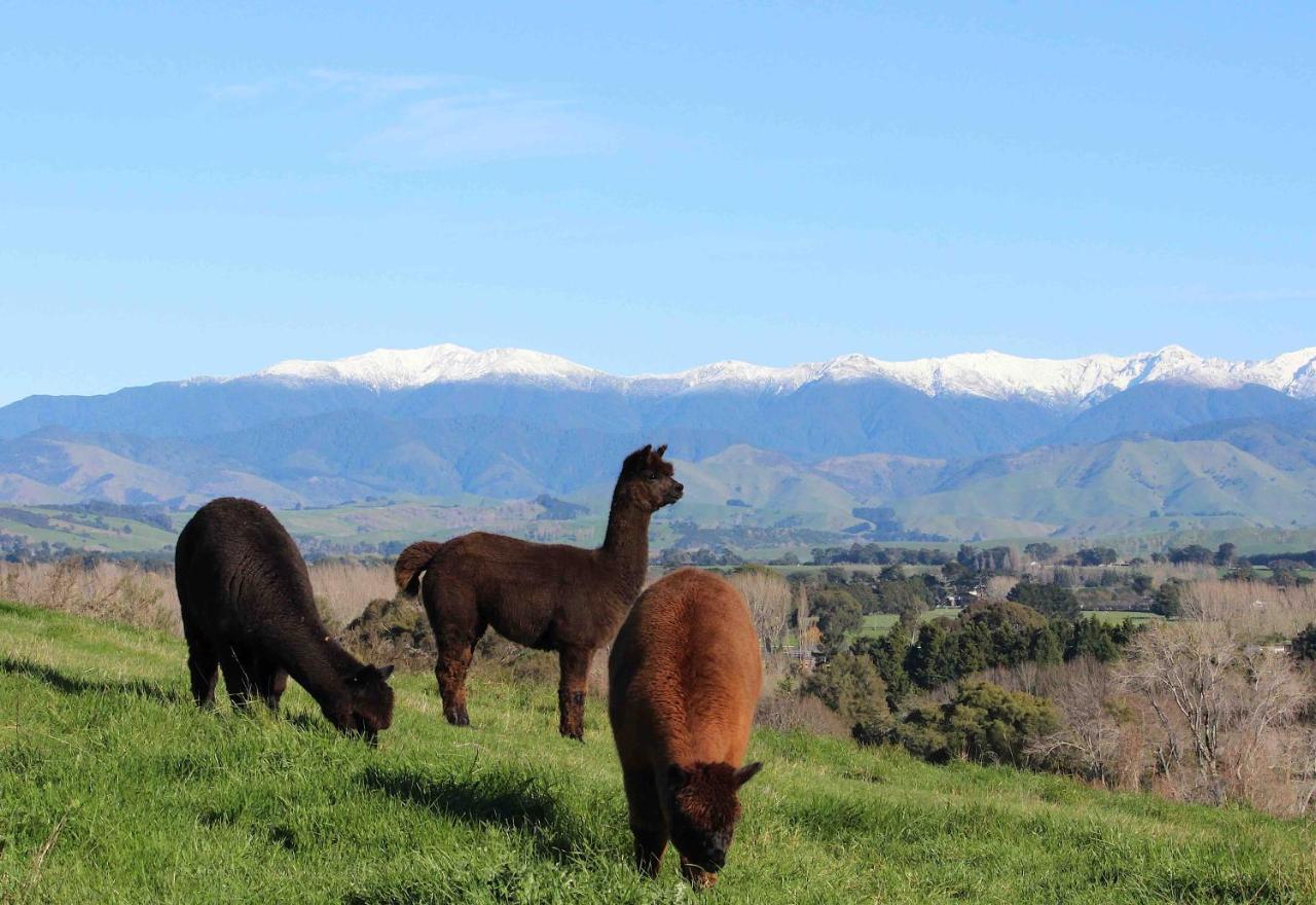 Gallin Farm Alpacas And Farmstay 马斯特顿 外观 照片