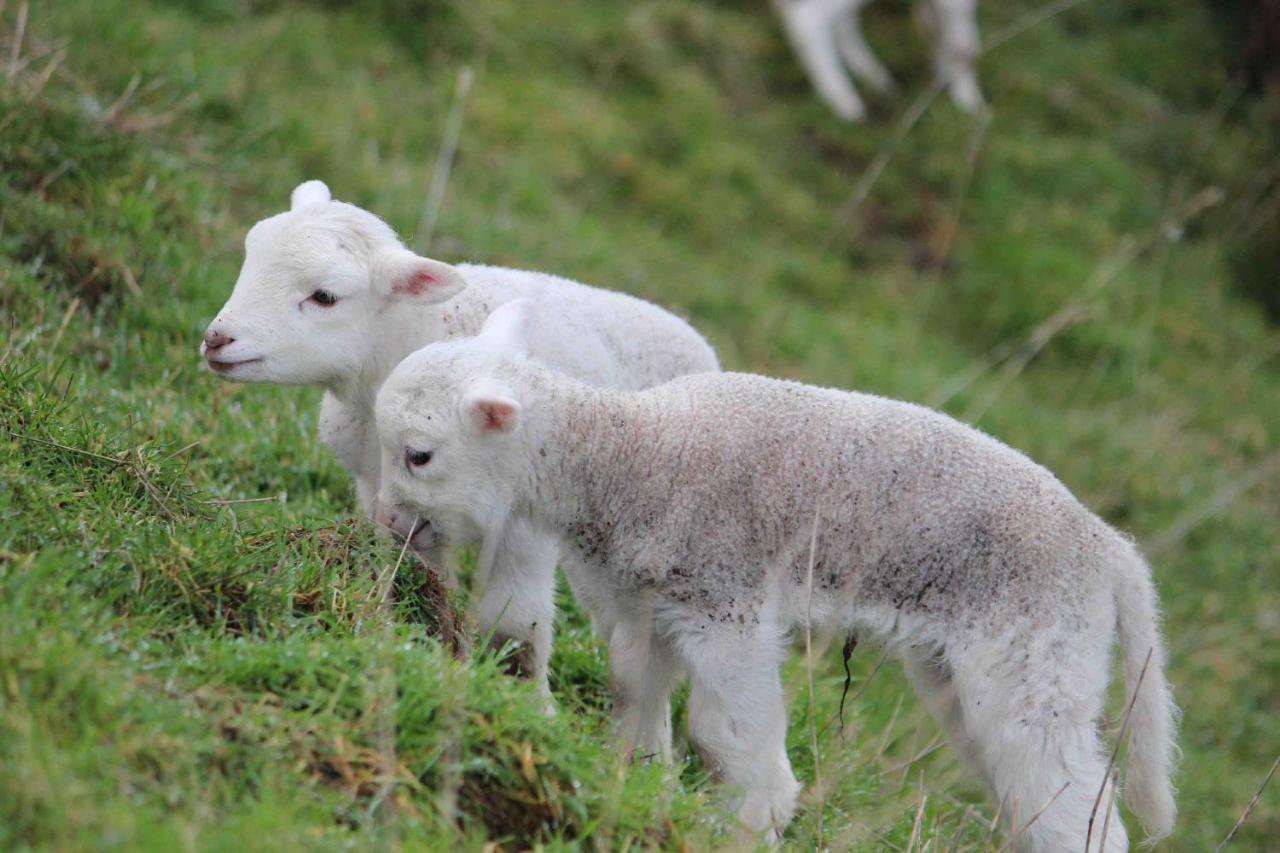 Gallin Farm Alpacas And Farmstay 马斯特顿 外观 照片