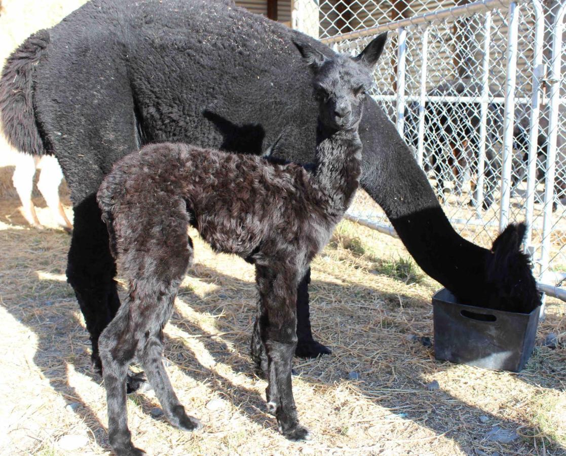 Gallin Farm Alpacas And Farmstay 马斯特顿 外观 照片