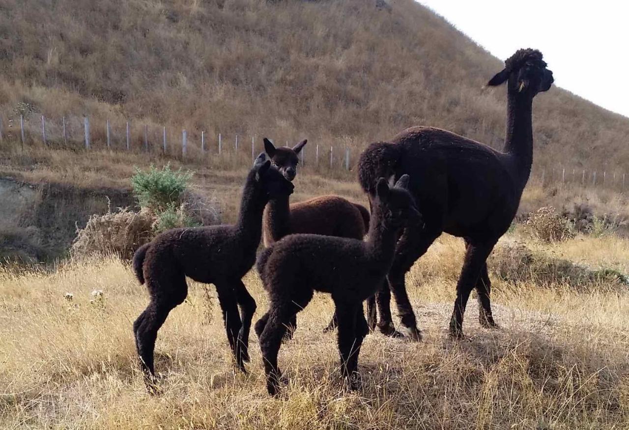 Gallin Farm Alpacas And Farmstay 马斯特顿 外观 照片