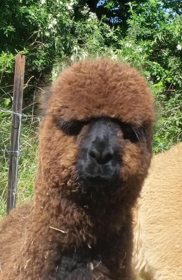 Gallin Farm Alpacas And Farmstay 马斯特顿 外观 照片