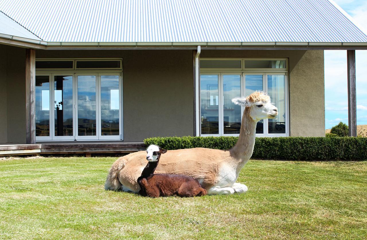 Gallin Farm Alpacas And Farmstay 马斯特顿 外观 照片