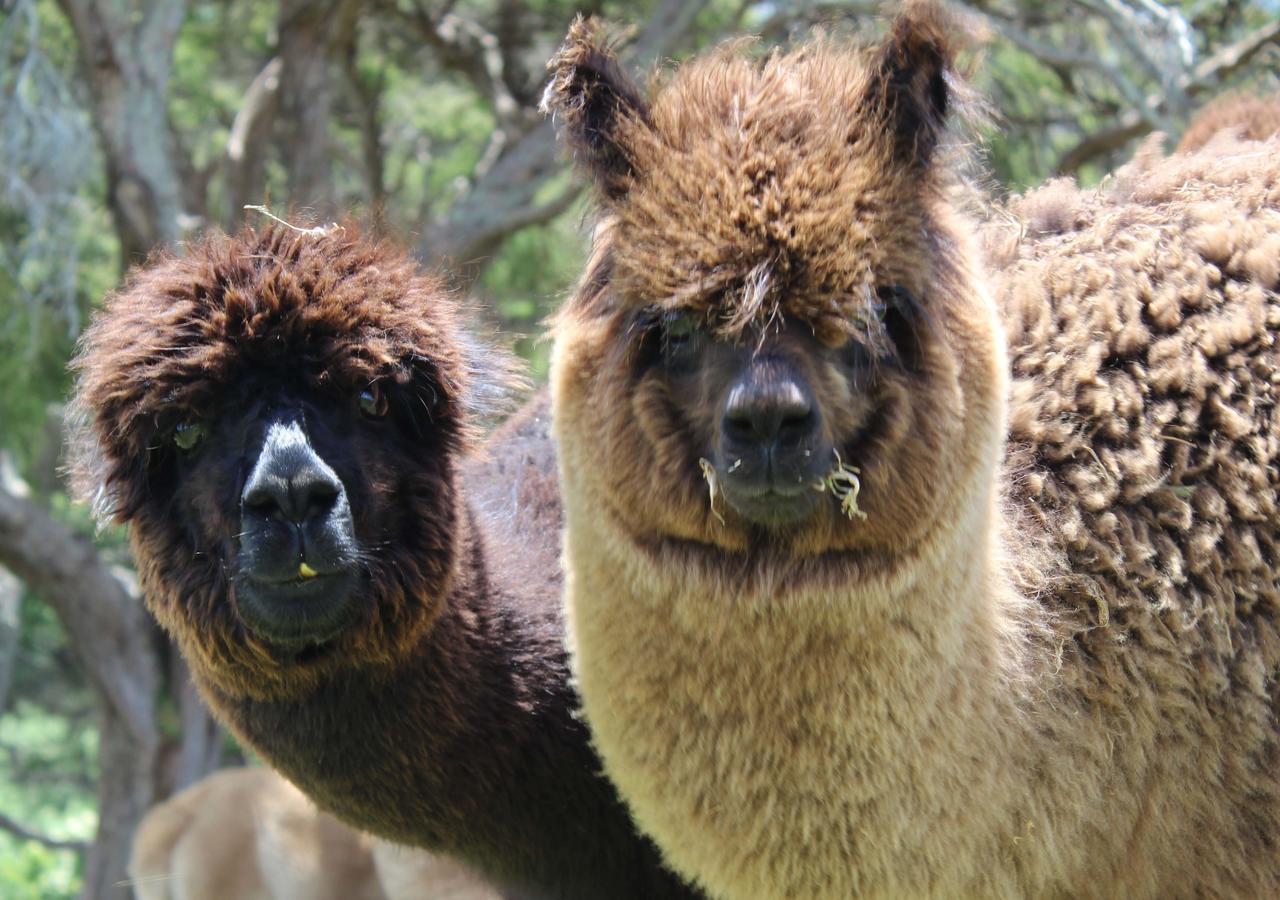 Gallin Farm Alpacas And Farmstay 马斯特顿 外观 照片