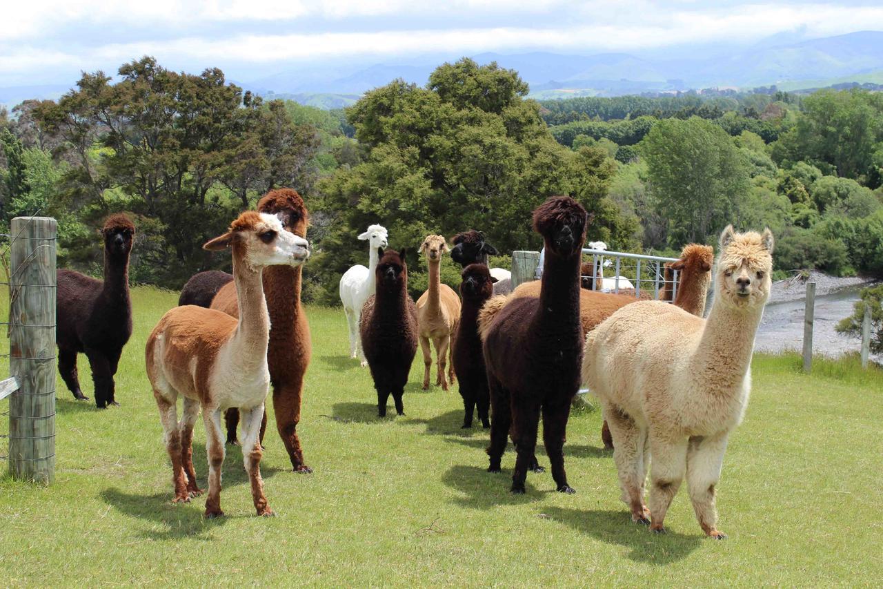 Gallin Farm Alpacas And Farmstay 马斯特顿 外观 照片