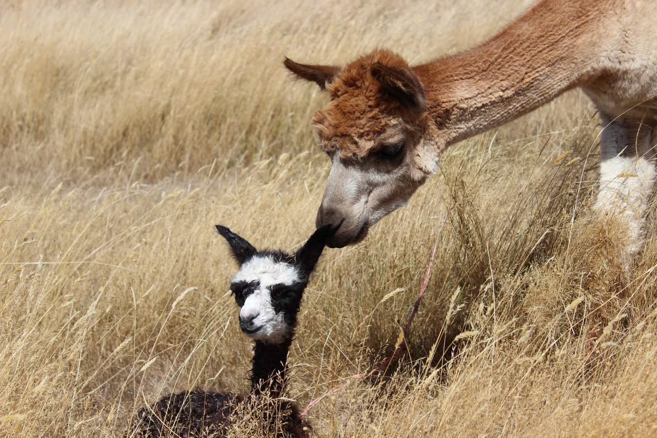 Gallin Farm Alpacas And Farmstay 马斯特顿 外观 照片