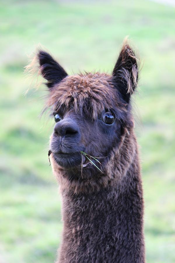 Gallin Farm Alpacas And Farmstay 马斯特顿 外观 照片