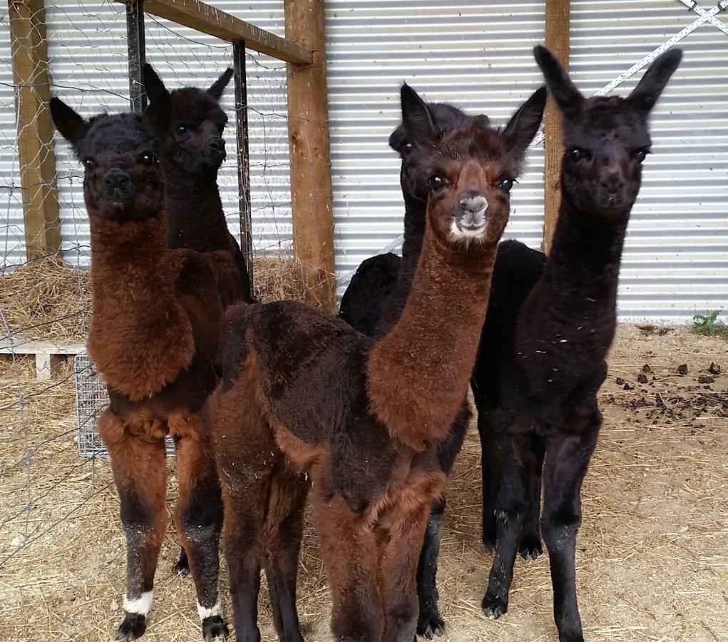 Gallin Farm Alpacas And Farmstay 马斯特顿 外观 照片